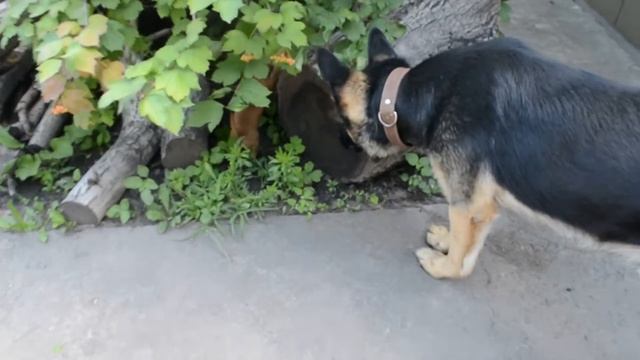 y2mate com Смешные животные Приколы с животными 1080p смотреть онлайн