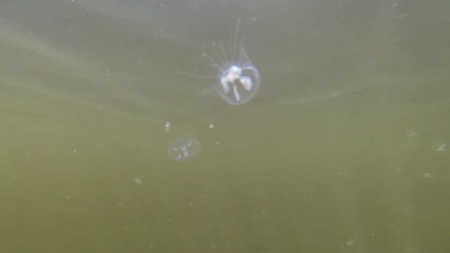 Fresh Water Jelly Fish Action смотреть онлайн