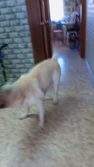 отмечаем день рождения собаки смотреть онлайн