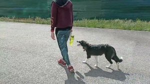 237. Бордер-колли социализация и дрессировка. ч. 2.