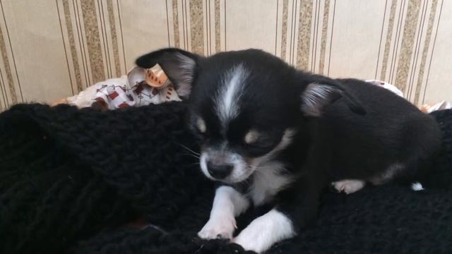 Говорим о/Собачий корм 🐶 смотреть онлайн