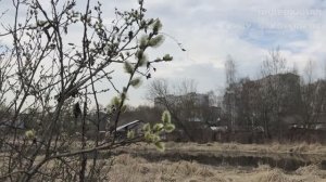 Прогулка у реки за нашим мостиком. г.Королев, мкр-н Первомайский.