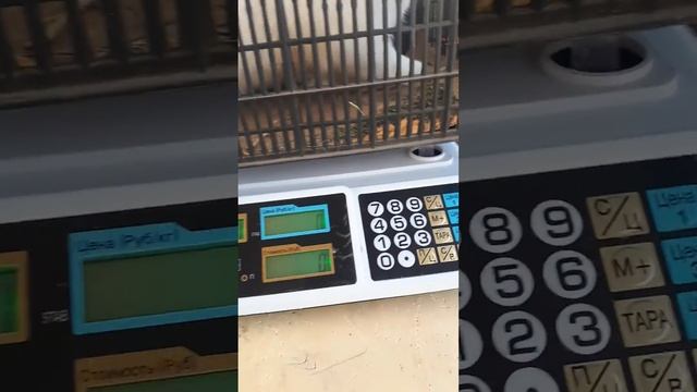 Племяной самец БВ. смотреть онлайн