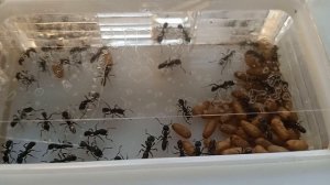 rhytidoponera metallica