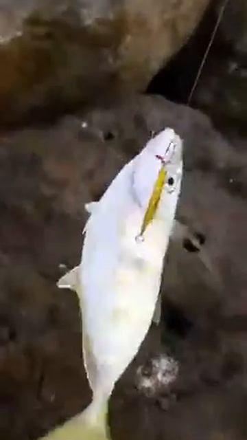 First catch trevally 🎣🎣🎣🎣 смотреть онлайн