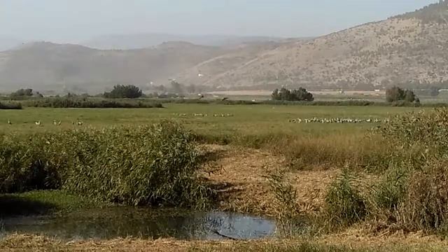 #Журавли прилетели! Долина #Хула, Израиль. смотреть онлайн