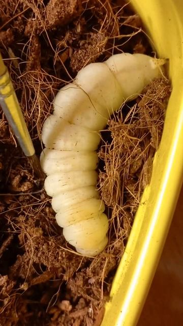 Winter Caterpillar Became Prepupa in Soil: Sphingidae Moth, Acherontia atropos Will Pupate Soon!