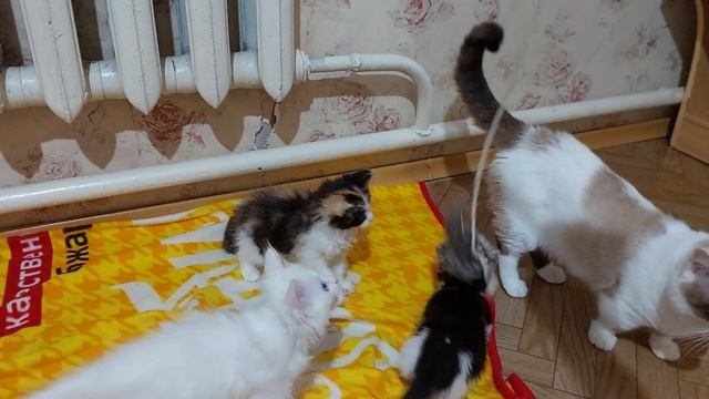 Игры манчкинов. #cat #котятаманчкин #котятанапродажу #munchkin смотреть онлайн
