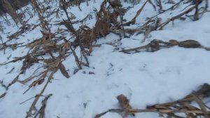 Убираем кукурузу после диких кабанов!!!!29.01.2022