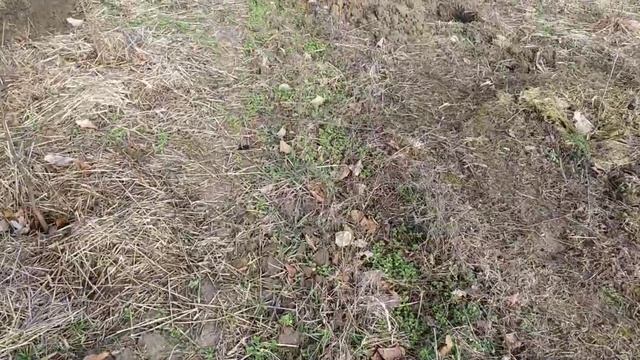 Горький миндаль , сеянцы ... Продам смотреть онлайн