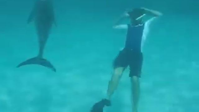 East Caicos Dolphin смотреть онлайн