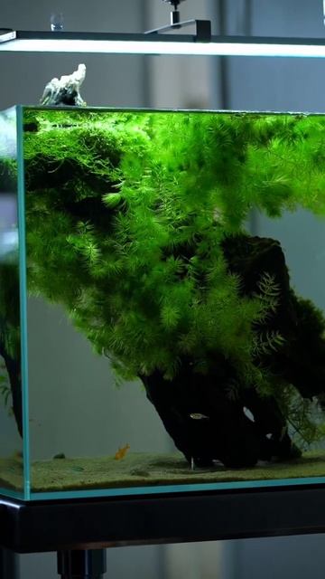 20 Gallon Tank - Project Ark. aquarium aquascape meditation  oddlysatisfying satisfyingvideo