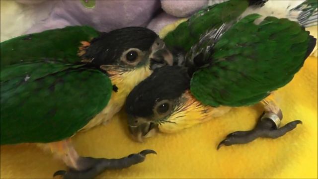 7-8 week old baby Caiques -- White Bellied Caiques and Black Headed Caiques смотреть онлайн