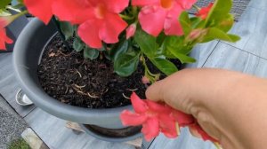 Рассказываю про свои цветы в огороде 🌿🌼🌙 Просто Мария