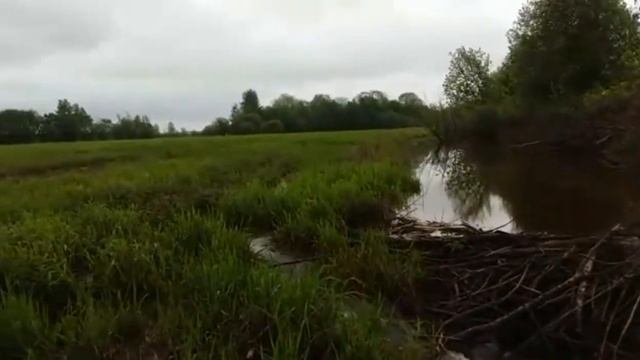 Бобровая плотина в Туманах всего 5 м, смотреть онлайн