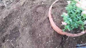 Съездили на дачу.Посадила первые цветочки 🪴