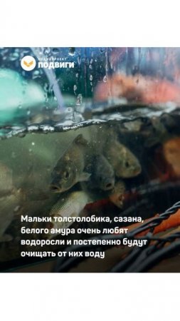Эковолонтёры помогают очистить реки от водорослей и мусора