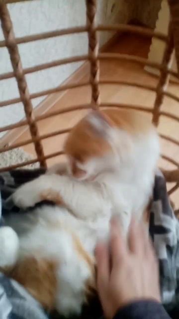 на сколько  она вам нравится? коты няшки милые мяу