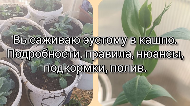 Высаживаю эустому в кашпо