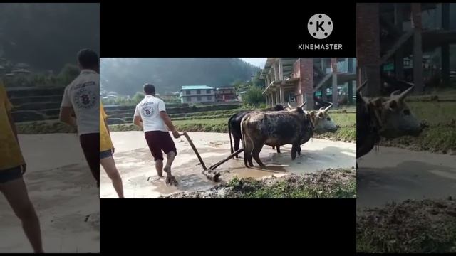 Land Prepration for Paddy Cultivation #himachal #redrice #shortsvideo смотреть онлайн