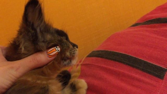 Maine coon profile, cattery Skyfireway смотреть онлайн