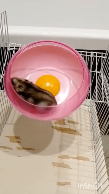Спринтер Хомяк Дрифт часть 2