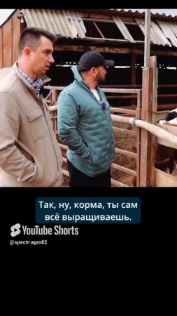 15 месяцев до мясного стейка. Цикл выращивания скота.