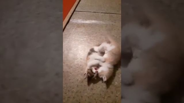 Котята. Бой брата и сестры