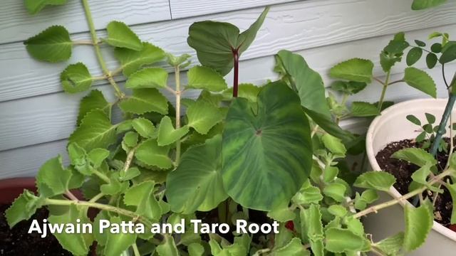 My Nandanavanam Part - 1 смотреть онлайн