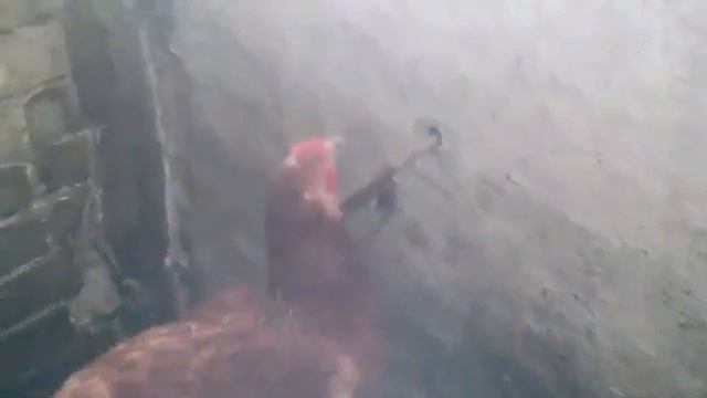 Посевная завершается.Мои забавные животные.Ласточкино гнездо.Часть2 продолжение. смотреть онлайн