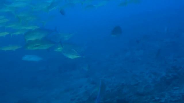 Maui Odyssey Atlantis Submarines Tour смотреть онлайн