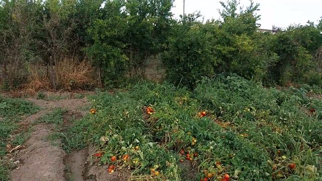 Музаим смотреть онлайн