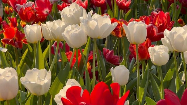 饒宗頤文化館 - 鬱金香 Jao Tsung I Academy - Tulipa gesneriana смотреть онлайн