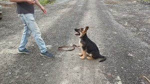 245. День немецкой овчарки и Гектор на занятии.