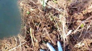 Про картошку! Урожай без перекопки земли и  окучивания