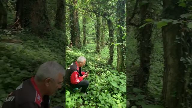 Овчарка и водные процедуры в лесу #всочиумаши