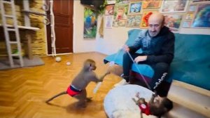 Это НУЖНО ВИДЕТЬ! Степка с Люсей делят между собой красивый коврик)))