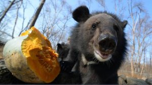 "Разорвал и убежал": почему гималайский медведь может убить человека