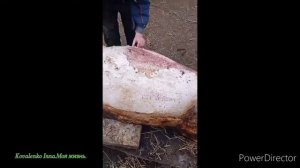 🐷Ріжемо свиню.🐖Закололи свиню 🐷