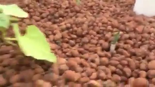 HOME AQUAPONICS TANKS SYSTEM TILAPIA DIY