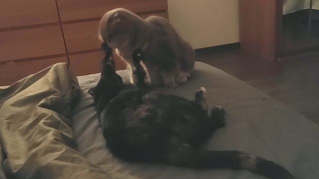 Кошки