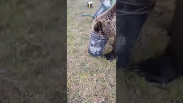 Медведь Василий помощник. Vasily the bear assistant.