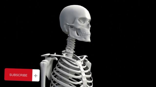 "Unraveling the Mysteries: Living Without Bones" смотреть онлайн