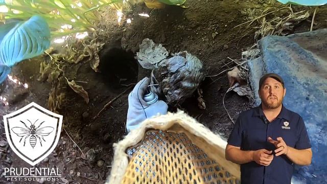 Yellow Jackets under the deck: treated and removed! смотреть онлайн