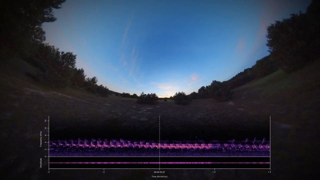 Episode 014 I Nightfall with European Nightjar смотреть онлайн