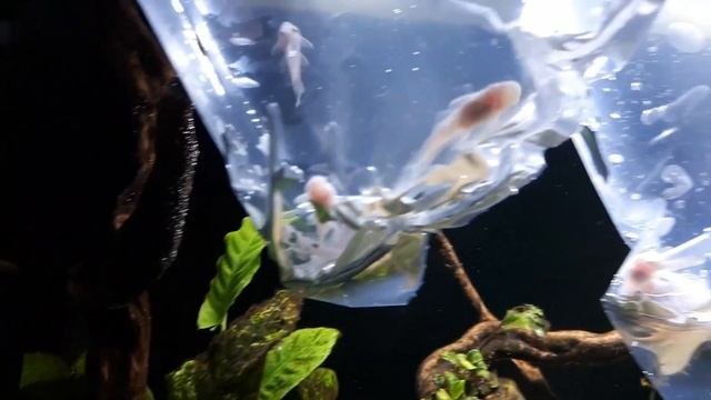Ancistrus L144 Snow White #106. AkwaGadka
