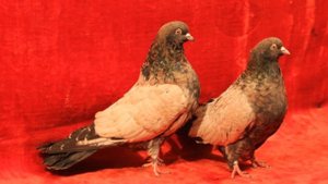 Николаевские голуби николаевские голуби торцовые
