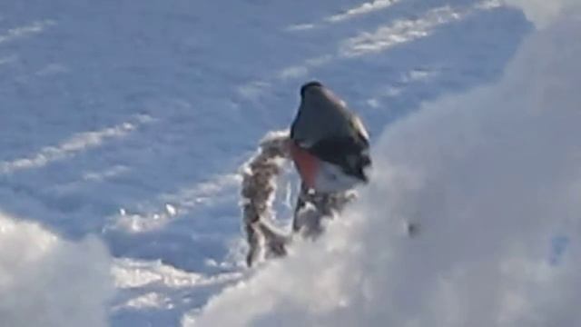 Снегири! смотреть онлайн