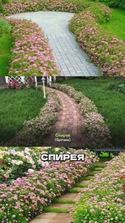 Эти 3 Растения Не Сажают Вдоль Дорожек (а зря!)🌷🤫