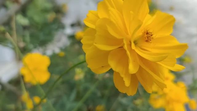 FREE STOCK FOOTAGE: Yellow Flowers смотреть онлайн